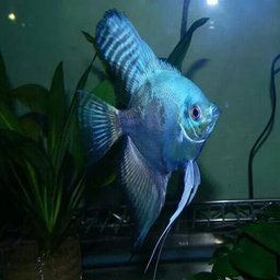 ANGELFISH BLUE