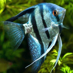 ANGELFISH BLUE ZEBRA