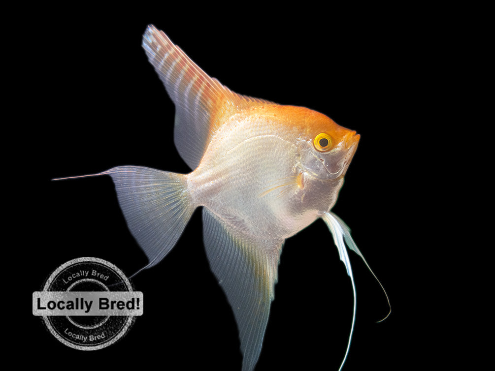 ANGELFISH GOLDEN  _0
