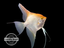 ANGELFISH GOLDEN  