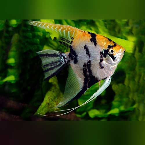 ANGELFISH GOLDEN MARBLE