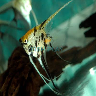 ANGELFISH GOLDEN MARBLE VEILTAIL