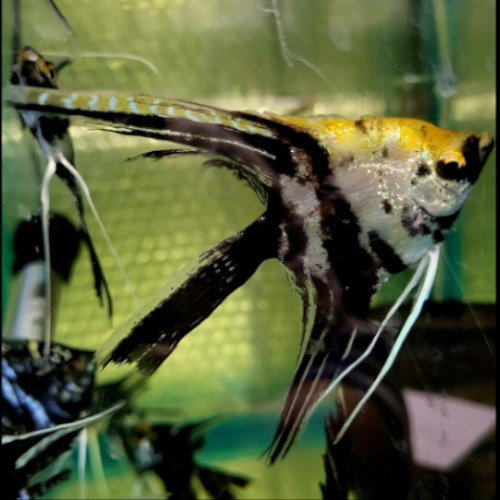 ANGELFISH PANDA_0