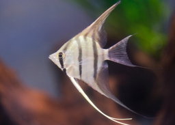 ANGELFISH SILVER 