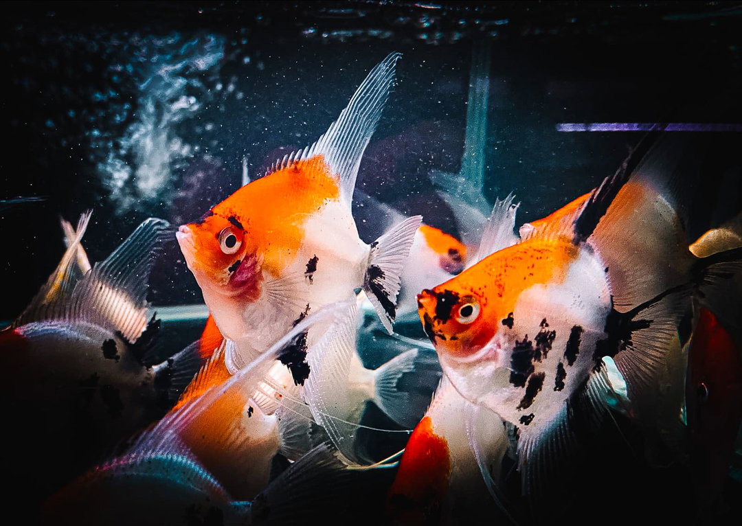 ANGELFISH TRI-COLOR