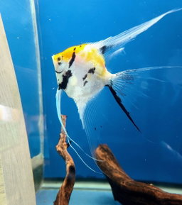 ANGELFISH TRI-COLOR VEILTAIL