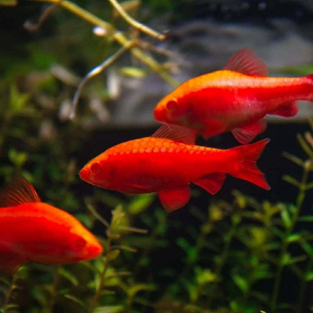 BARB CHERRY ALBINO