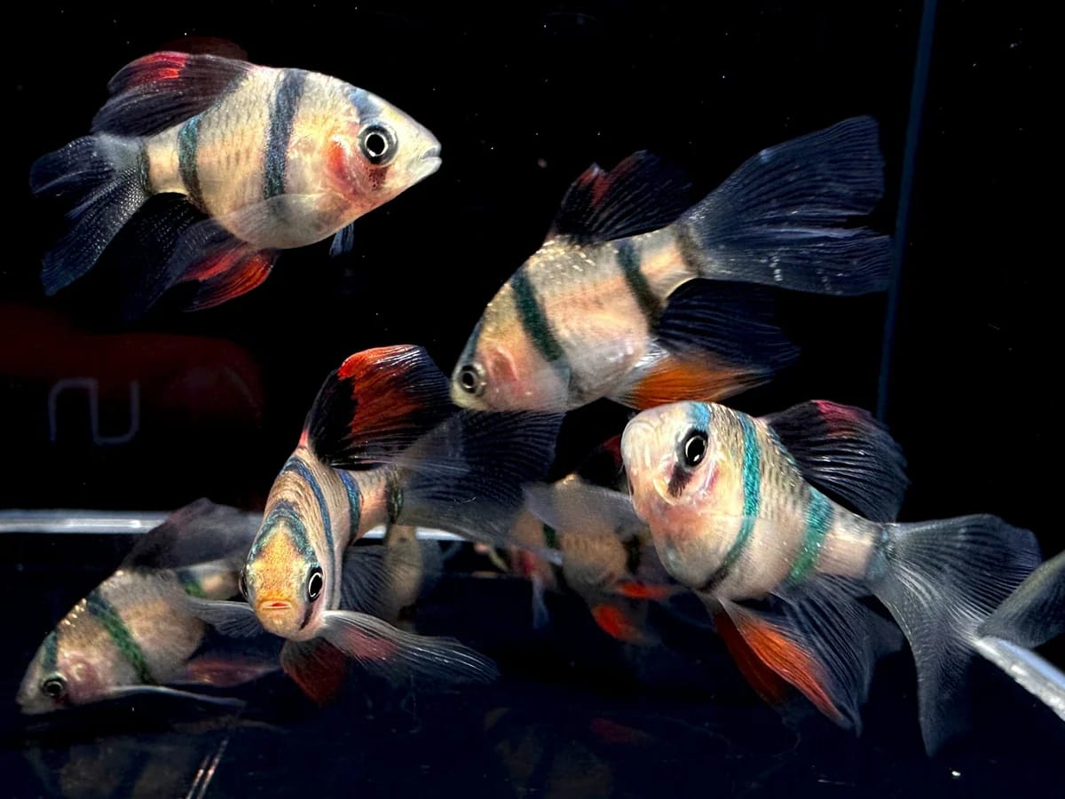 BARB TIGER VEILTAIL_0