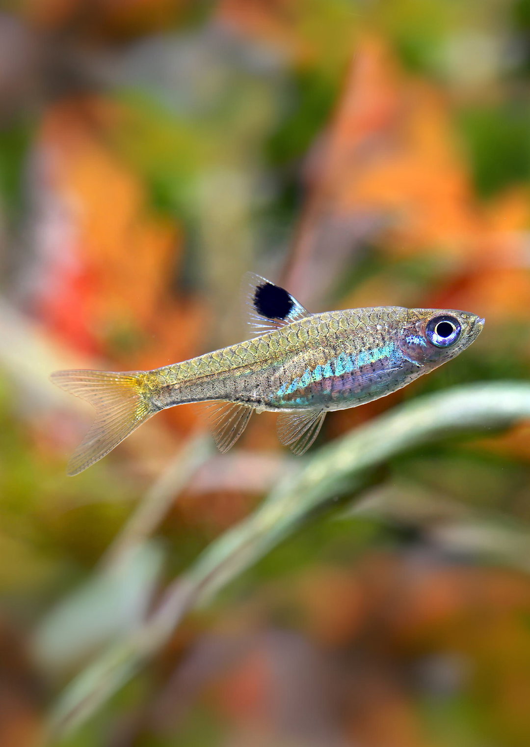 RASBORA EMERALD EYE