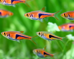 RASBORA ESPEI 