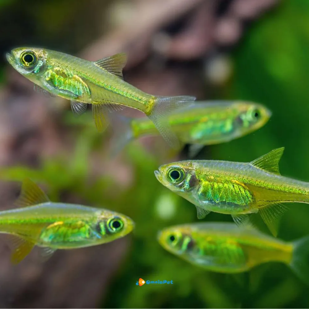 RASBORA MICRO KUBOTAI