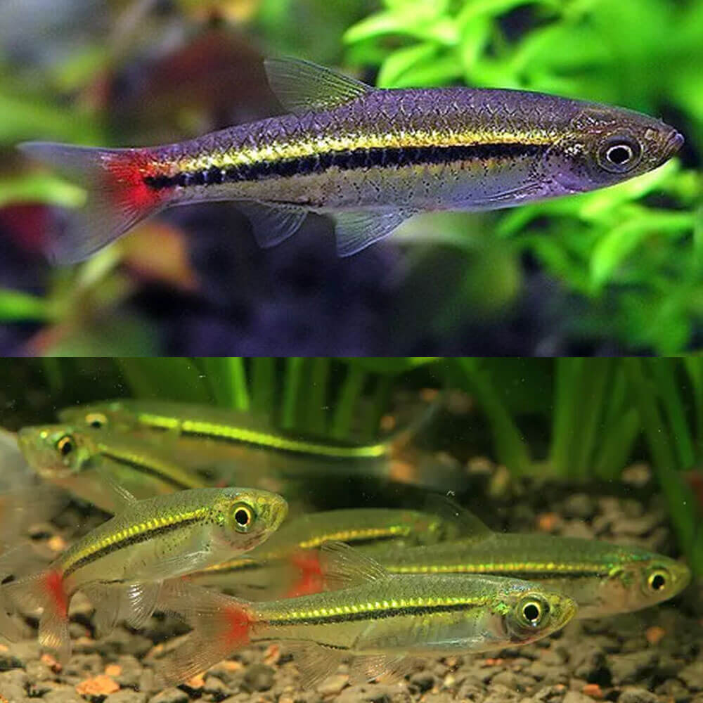 RASBORA RED TAIL_0