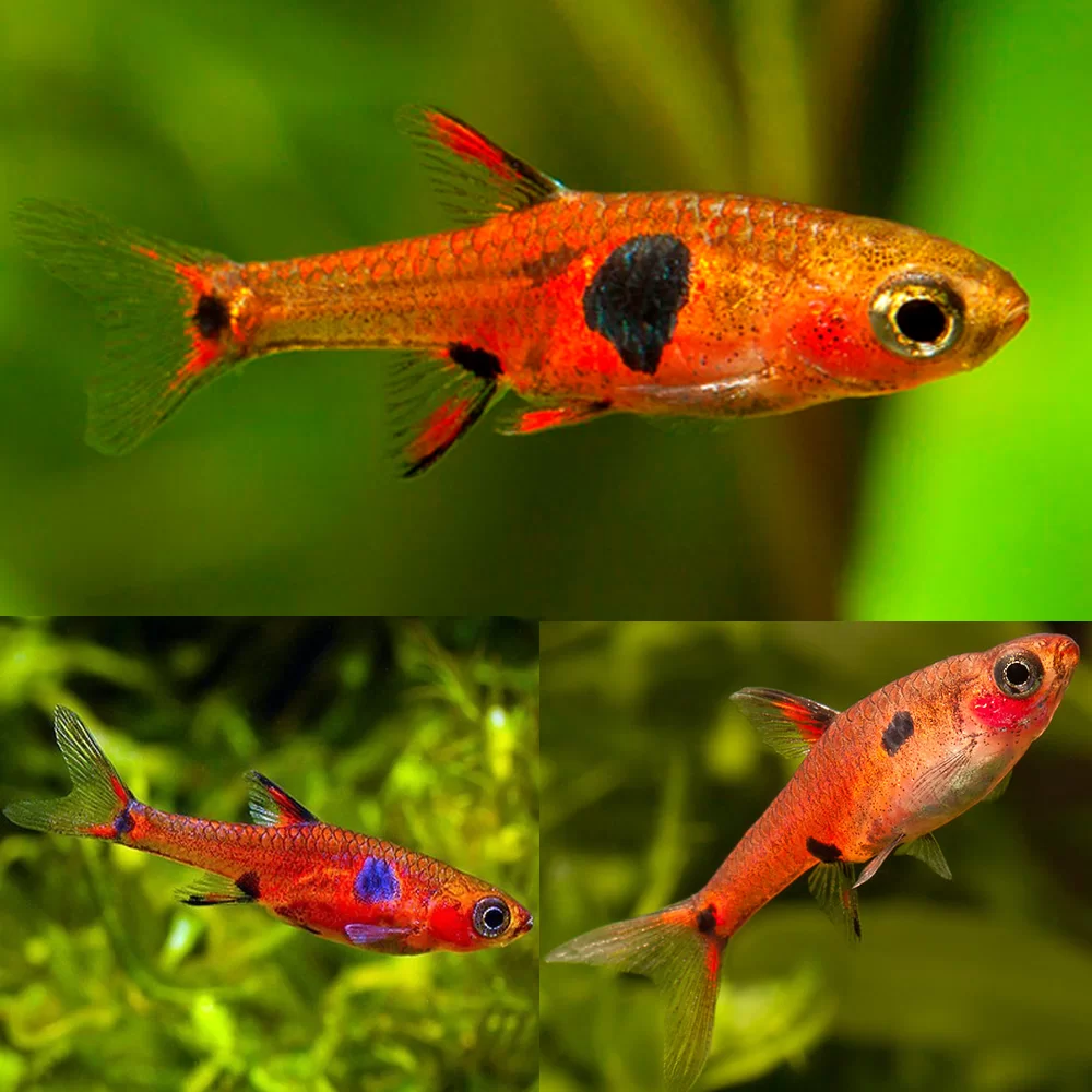 RASBORA SPOTTED
