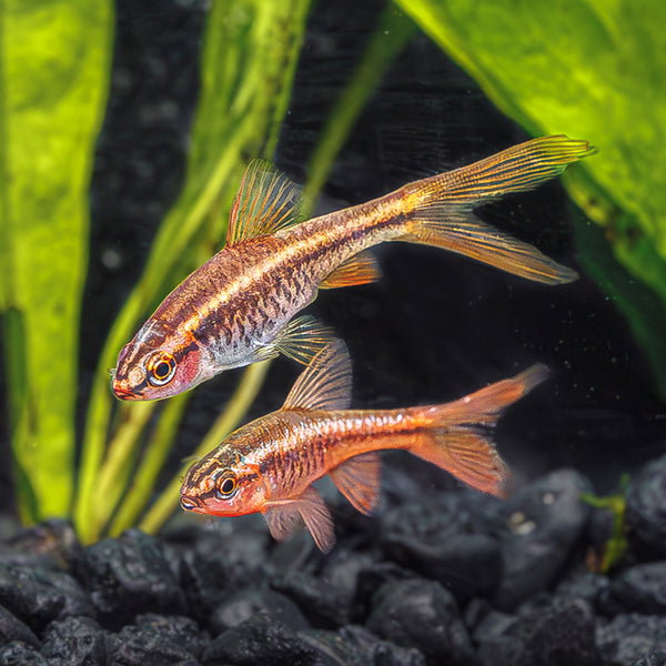 BARB CHERRY LONGFIN_0