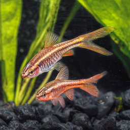 BARB CHERRY LONGFIN