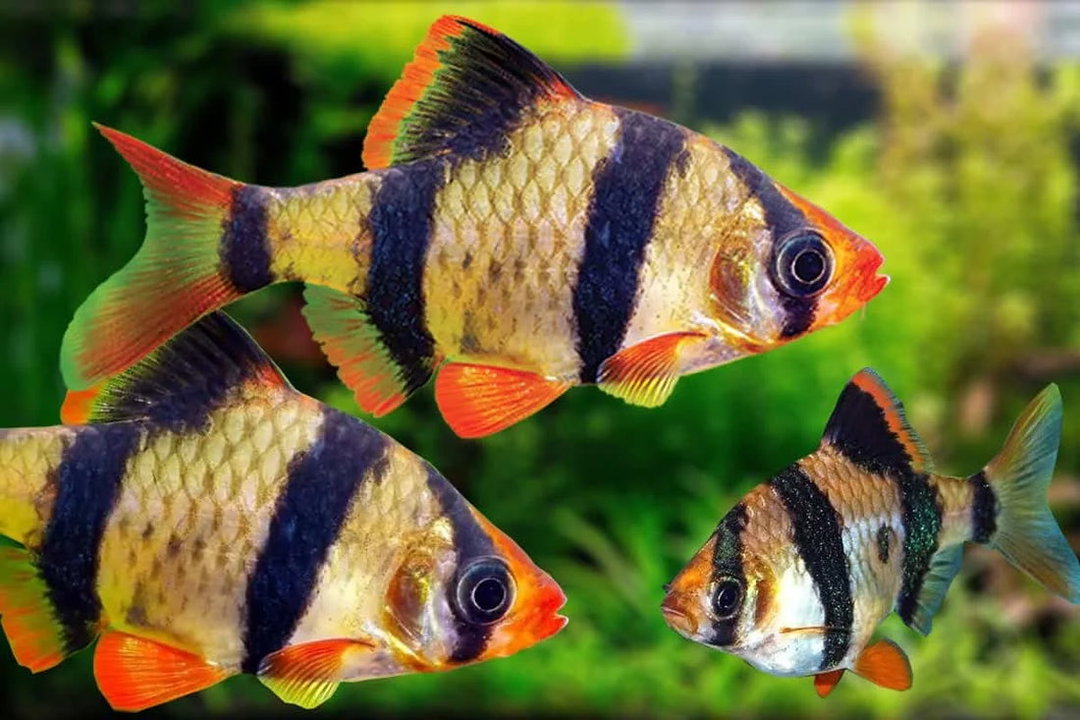 BARB TIGER