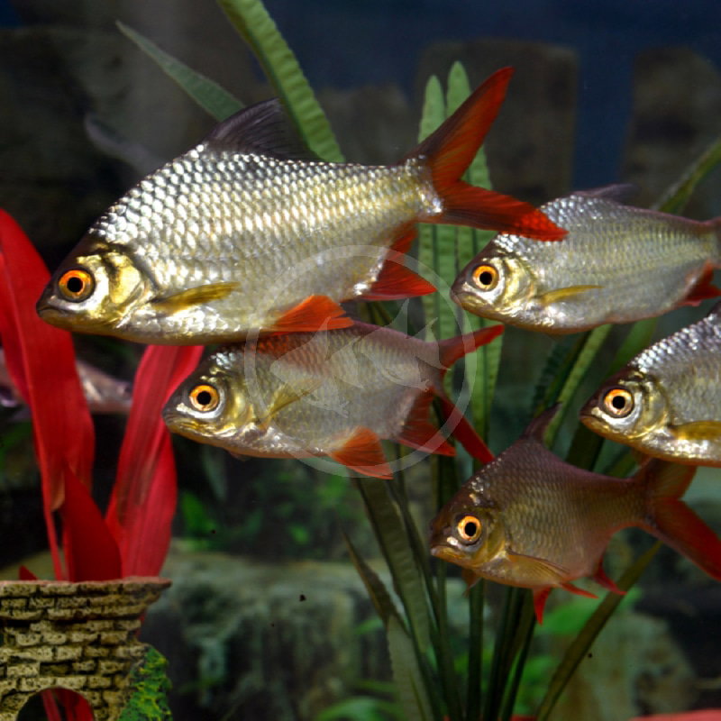 BARB TINFOIL RED TAIL