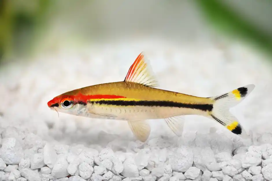 BARB TORPEDO / ROSELINE_0