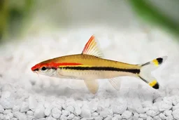 BARB TORPEDO / ROSELINE