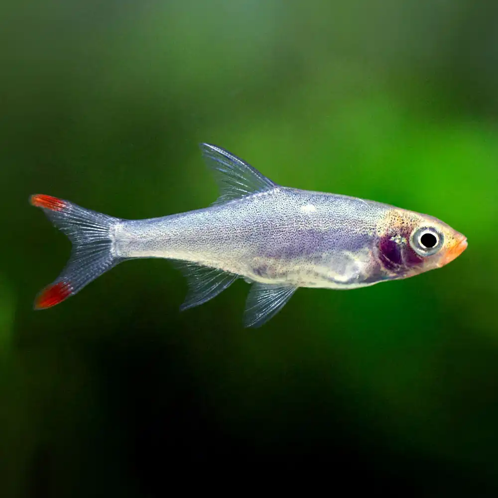 RASBORA SAWBWA