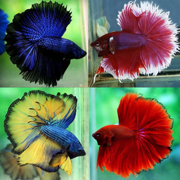 BETTA MALE ASSORTED HALFMOON -SPECIAL LESS 35%