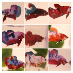 BETTA MALE ASSORTED PLAKAT 