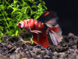 BETTA MALE HALFMOON PLAKAT KOI  