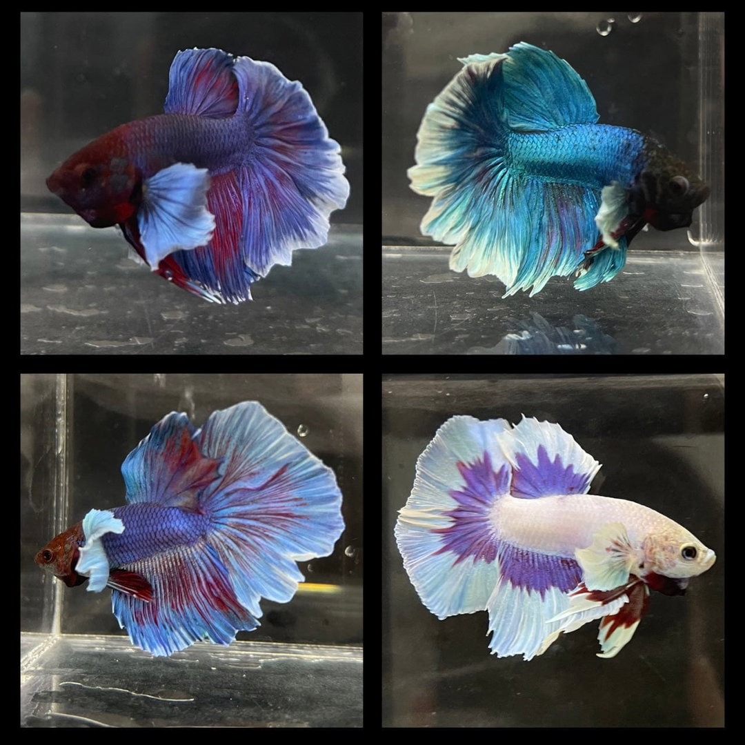 BETTA MALE ASSORTED HALFMOON ELEPHANT EAR