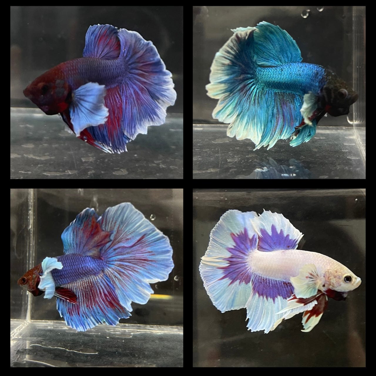 BETTA MALE ASSORTED HALFMOON ELEPHANT EAR _0