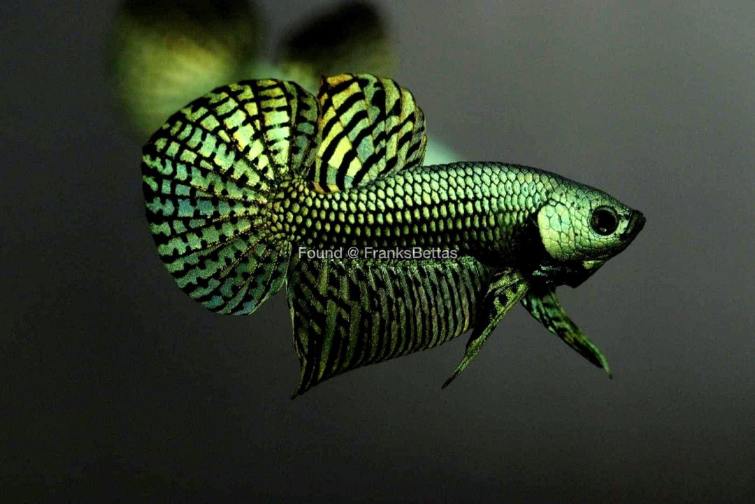 BETTA MALE GREEN ALIEN