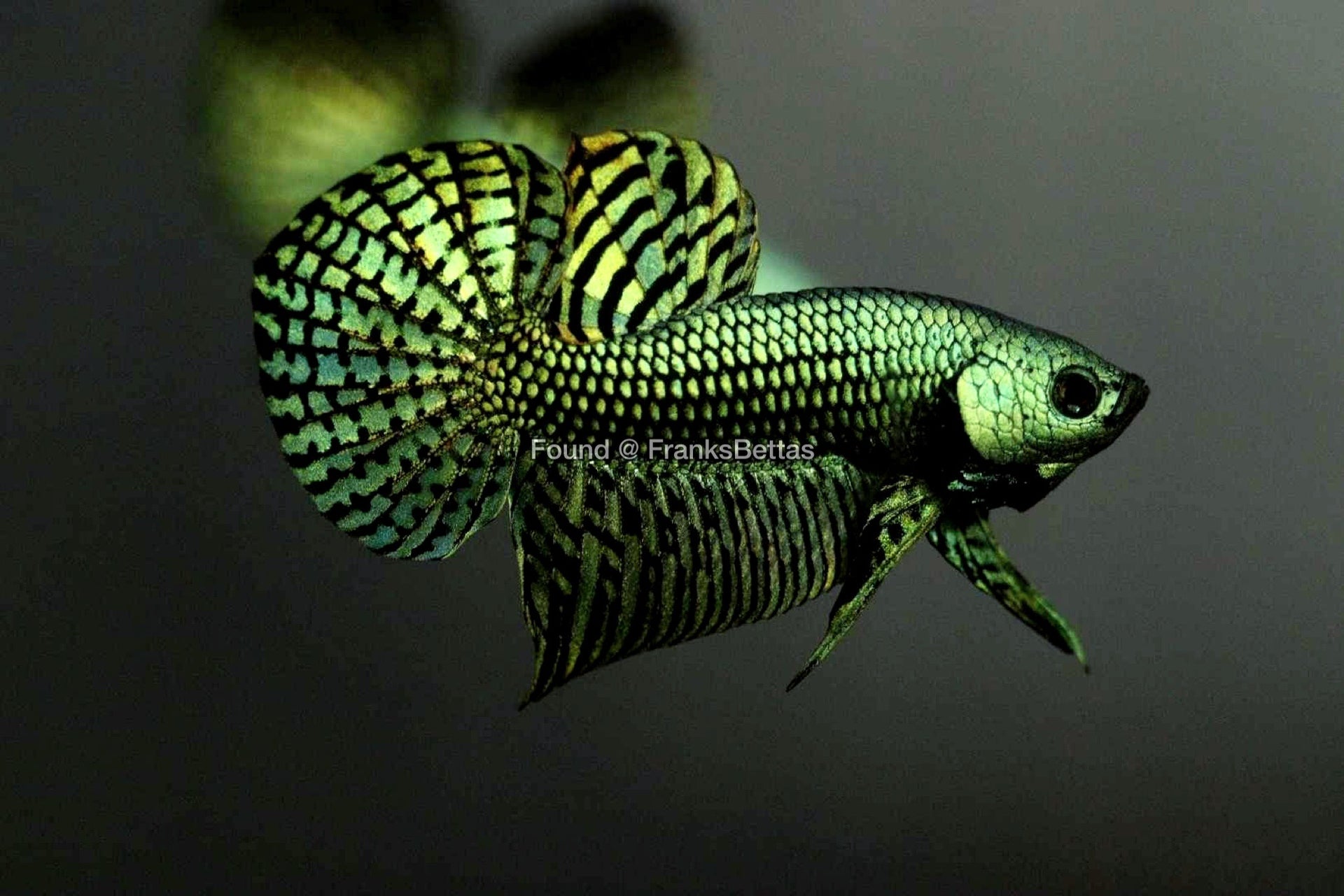 BETTA MALE GREEN ALIEN_0