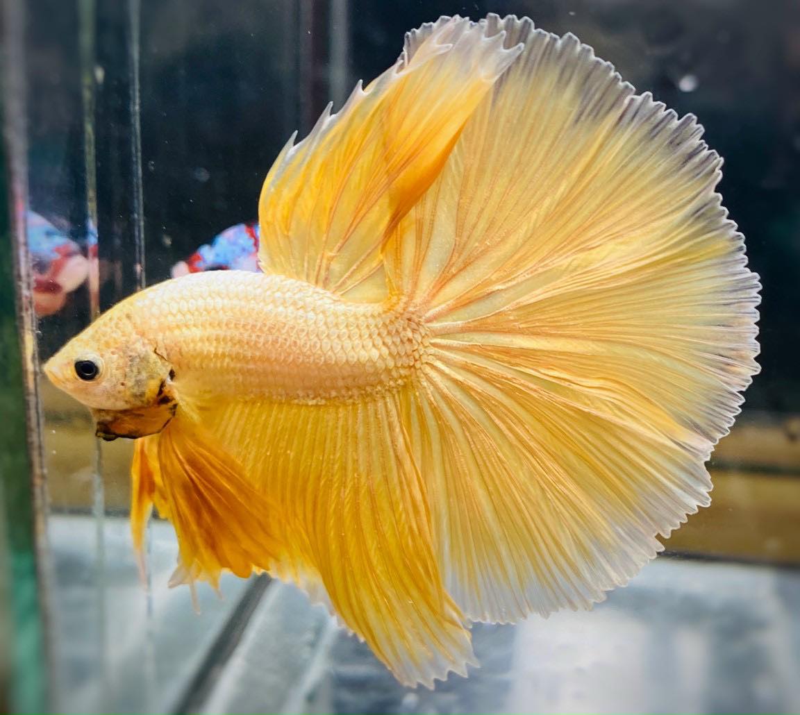 BETTA MALE HALFMOON 24K_0