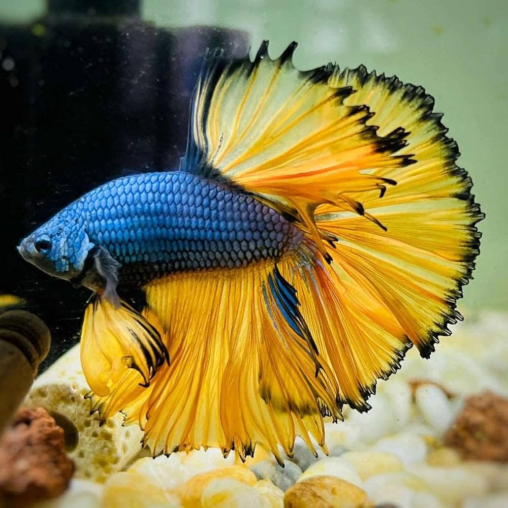 BETTA MALE HALFMOON MUSTARD GAS