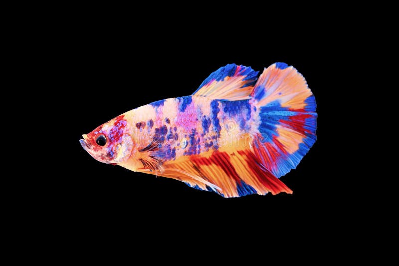 BETTA MALE HALFMOON PLAKAT KOI CANDY/NEMO GALAXY