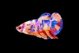 BETTA MALE HALFMOON PLAKAT KOI CANDY/NEMO GALAXY