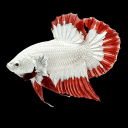 BETTA MALE HALFMOON PLAKAT RED S0W 