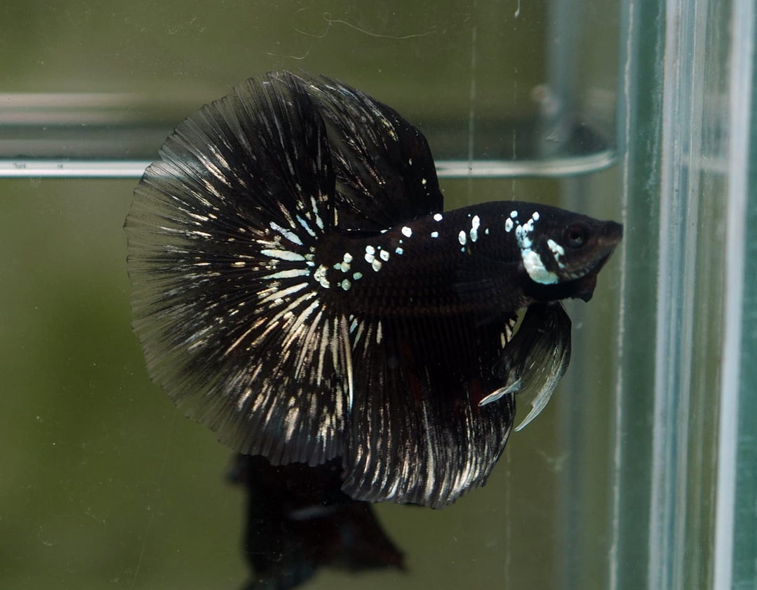 BETTA MALE HALFMOON PLAKAT SAMURAI BLACK