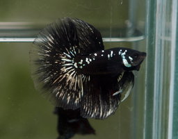 BETTA MALE HALFMOON PLAKAT SAMURAI BLACK