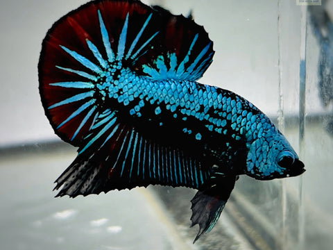 BETTA MALE HALFMOON PLAKAT SAMURAI BLUE