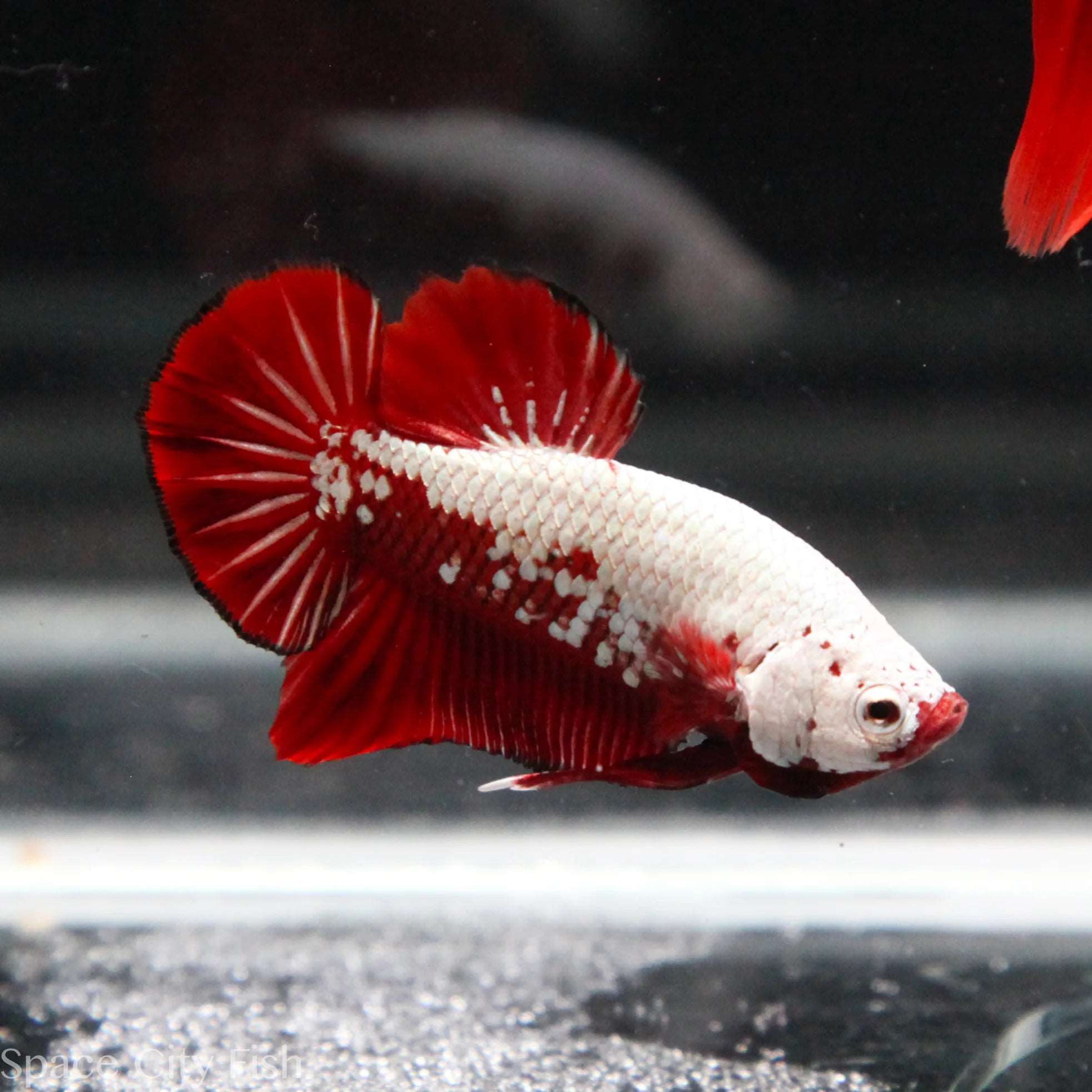 BETTA MALE HALFMOON SAMURAI RED _0