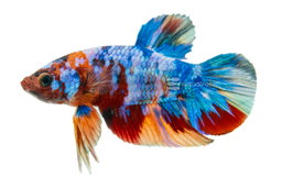 BETTA MALE PLAKAT NEMO 