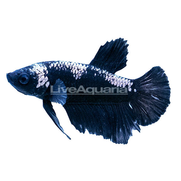 BETTA MALE PLAKAT SAMURAI BLACK