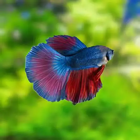 BETTA MALE SUPER DELTA -SPECIALS LESS 35%_0