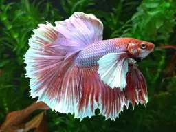 BETTA MALE SUPER DELTA ELEPHANT EAR 
