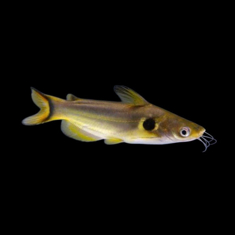 CATFISH ASIAN GOLDEN SPOT / SUN - ON SPECIAL!!