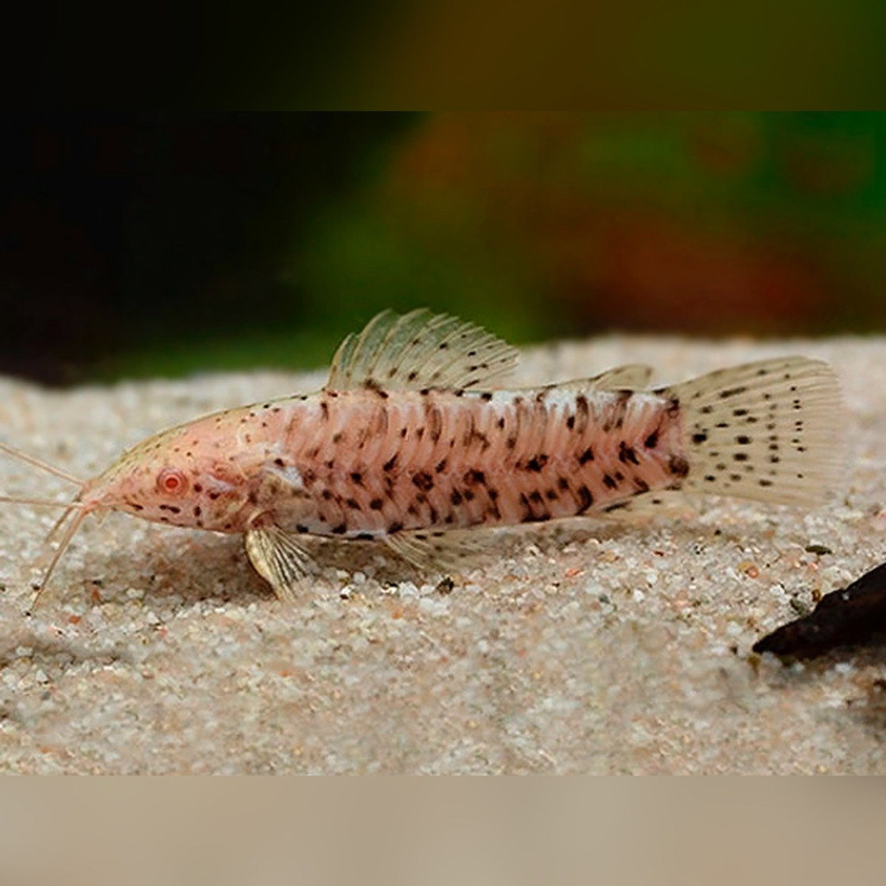 CATFISH HOPLO PORT ALBI0_0