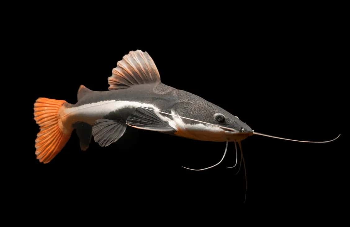 CATFISH RED TAIL_0