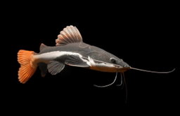 CATFISH RED TAIL