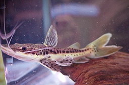 CATFISH SHOVEL0SE