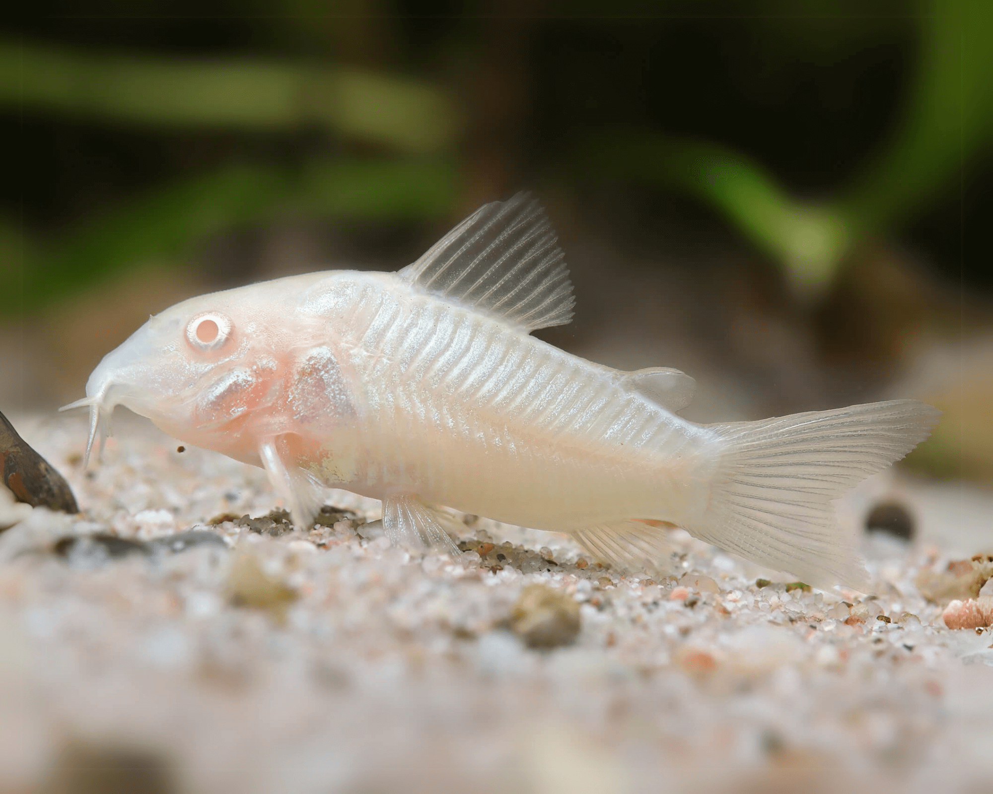 CORYDORAS ALBI0_0